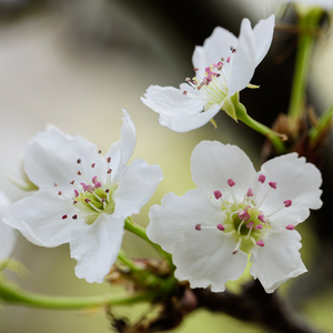 我看免费的黄色片美国的
